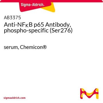 Anti-NF&#954;B p65 Antibody, phospho-specific (Ser276) serum, Chemicon&#174;