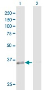 Anti-GALE antibody produced in rabbit purified immunoglobulin, buffered aqueous solution