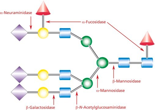 &#945;(2&#8594;3,6,8,9) Neuraminidase from Arthrobacter ureafaciens Proteomics Grade, suitable for MALDI-TOF MS