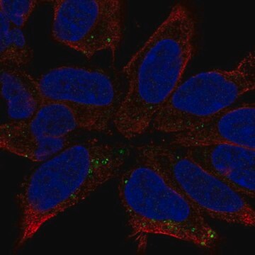 Anti-DCC antibody produced in rabbit Prestige Antibodies&#174; Powered by Atlas Antibodies, affinity isolated antibody