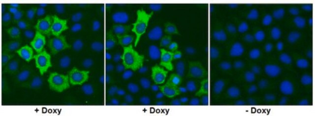 Anti-Cas9 Antibody, C-term. clone 10C11-A12 clone 10C11-A12, from mouse