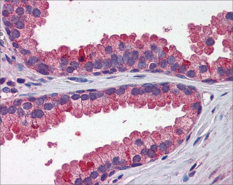 Anti-WNT3A, (N-terminal) antibody produced in rabbit affinity isolated antibody