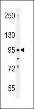 ANTI-ENAM(C-TERMINAL) antibody produced in rabbit affinity isolated antibody, buffered aqueous solution