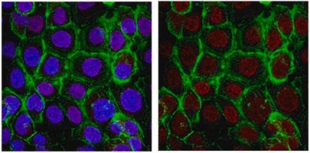 Anti-PCNA Antibody from rabbit