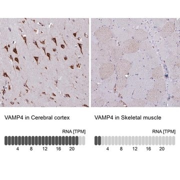 Anti-VAMP4 antibody produced in rabbit Prestige Antibodies&#174; Powered by Atlas Antibodies, affinity isolated antibody, buffered aqueous glycerol solution