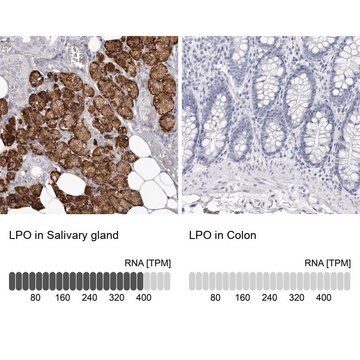 Anti-LPO antibody produced in rabbit Prestige Antibodies&#174; Powered by Atlas Antibodies, affinity isolated antibody, buffered aqueous glycerol solution