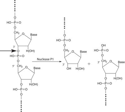 Nuclease P1 from Penicillium citrinum lyophilized powder, &#8805;200&#160;units/mg protein (E1%/280, 3&#8242;-5&#8242;-Phosphodiesterase)