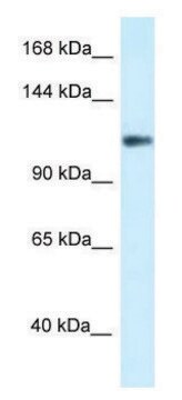 Anti-KCNH3 (N-terminal) antibody produced in rabbit affinity isolated antibody