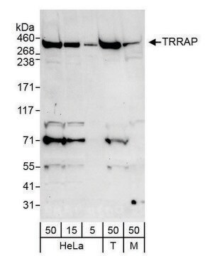 Rabbit anti-TRRAP Antibody, Affinity Purified Powered by Bethyl Laboratories, Inc.