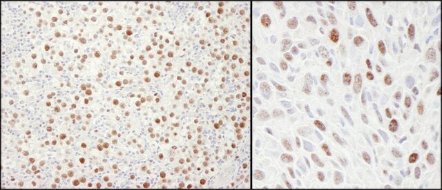 Rabbit anti-MCM4 Antibody, Affinity Purified Powered by Bethyl Laboratories, Inc.