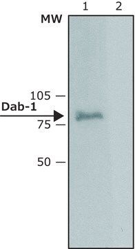 Anti-Dab-1 (C-terminal) from rabbit ~1&#160;mg/mL, affinity isolated antibody, buffered aqueous solution