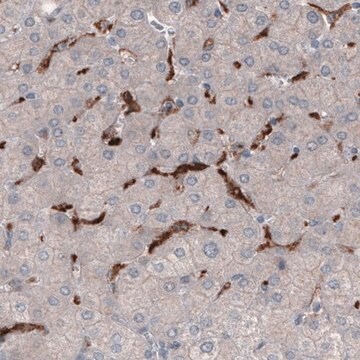 Monoclonal Anti-FCGRT antibody produced in mouse Prestige Antibodies&#174; Powered by Atlas Antibodies, clone CL3638, purified immunoglobulin, buffered aqueous glycerol solution