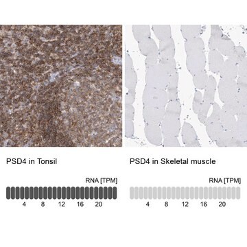 Anti-PSD4 antibody produced in rabbit Prestige Antibodies&#174; Powered by Atlas Antibodies, affinity isolated antibody, buffered aqueous glycerol solution