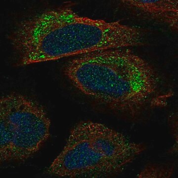 Anti-PACS2 antibody produced in rabbit Prestige Antibodies&#174; Powered by Atlas Antibodies, affinity isolated antibody