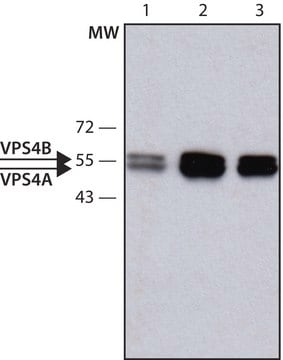 Anti-VPS4 antibody produced in rabbit ~1.0&#160;mg/mL, affinity isolated antibody, buffered aqueous solution