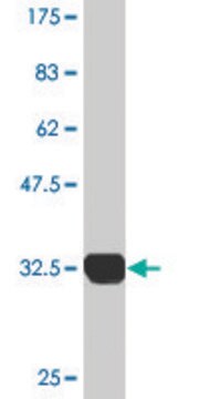 Monoclonal Anti-SH3GL2 antibody produced in mouse clone 2G6, purified immunoglobulin, buffered aqueous solution