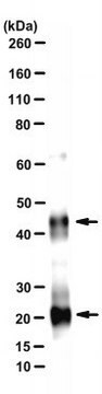 Anti-BAFF/CD257 Antibody, clone 5A8