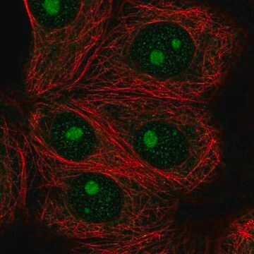 Anti-IMP4 antibody produced in rabbit Prestige Antibodies&#174; Powered by Atlas Antibodies, affinity isolated antibody