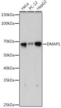 Anti-DMAP1 antibody produced in rabbit