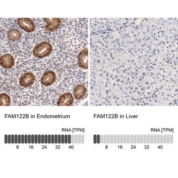 Anti-FAM122B antibody produced in rabbit Prestige Antibodies&#174; Powered by Atlas Antibodies, affinity isolated antibody, buffered aqueous glycerol solution