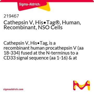 Cathepsin V, His&#8226;Tag&#174;, Human, Recombinant, NSO Cells recombinant human, expressed in NSO cells