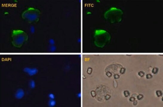 Anti-MCAM antibody produced in mouse purified immunoglobulin, buffered aqueous solution