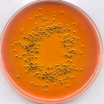 SS-Agar suitable for microbiology, NutriSelect&#174; Plus