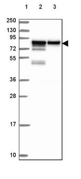 Anti-EWSR1 antibody produced in rabbit Prestige Antibodies&#174; Powered by Atlas Antibodies, affinity isolated antibody, buffered aqueous glycerol solution