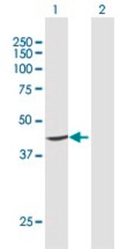 Anti-PTDSS1 antibody produced in rabbit purified immunoglobulin, buffered aqueous solution