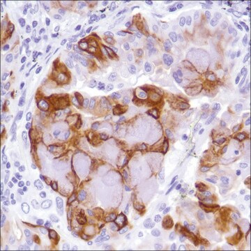 Anti-MUC-4 antibody, Rabbit monoclonal clone SP241, recombinant, expressed in proprietary host, affinity isolated antibody