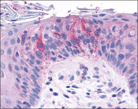 Anti-TAS1R2 antibody produced in rabbit affinity isolated antibody