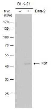 Anti-Dengue virus NS1 protein (Biotin) antibody produced in rabbit affinity isolated antibody