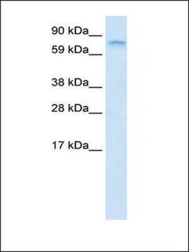 Anti-FUBP1 antibody produced in rabbit IgG fraction of antiserum