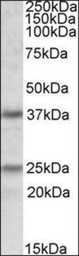 Anti-PDPN antibody produced in goat affinity isolated antibody, buffered aqueous solution