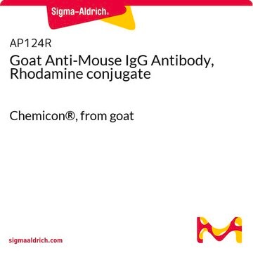 Goat Anti-Mouse IgG Antibody, Rhodamine conjugate Chemicon&#174;, from goat