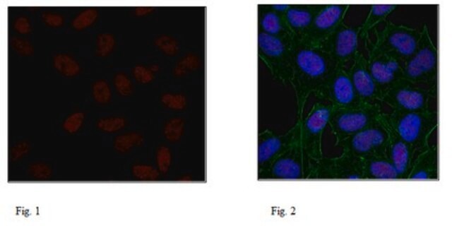 Anti-Histone H3.1 Antibody, clone 1D4F2 clone 1D4F2, 1&#160;mg/mL, from rat