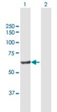 Anti-POLS antibody produced in mouse purified immunoglobulin, buffered aqueous solution