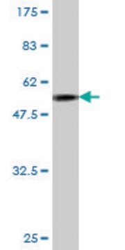 Monoclonal Anti-JAM2, (C-terminal) antibody produced in mouse clone 1C2, purified immunoglobulin, buffered aqueous solution