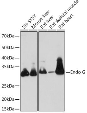 Anti-Endo G Antibody, clone 4L7O4, Rabbit Monoclonal