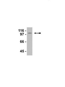 Anti-LSD1/BHC110 Antibody ascites fluid, Upstate&#174;