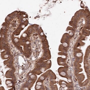 Anti-ATRNL1 antibody produced in rabbit Prestige Antibodies&#174; Powered by Atlas Antibodies, affinity isolated antibody, buffered aqueous glycerol solution