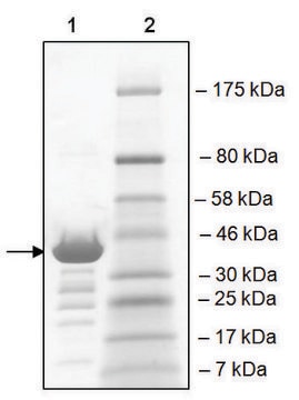 TAF1L (1398-1516) GST tag human recombinant, expressed in E. coli, &#8805;82% (SDS-PAGE)