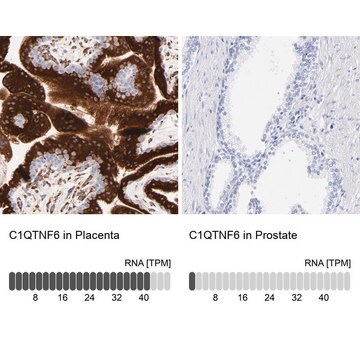 Anti-C1QTNF6 antibody produced in rabbit Prestige Antibodies&#174; Powered by Atlas Antibodies, affinity isolated antibody, buffered aqueous glycerol solution