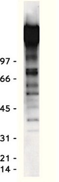 Anti-Phosphotyrosine Antibody, clone 4G10&#174; clone 4G10®, Upstate&#174;, from mouse