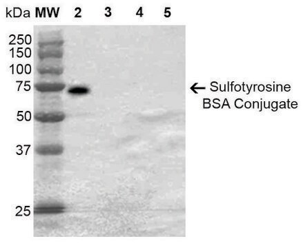 Monoclonal Anti-Sulfotyrosine-R-Phycoerythrin antibody produced in mouse clone 7C5