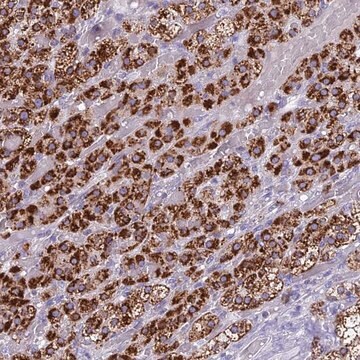 Anti-REEP4 antibody produced in rabbit Prestige Antibodies&#174; Powered by Atlas Antibodies, affinity isolated antibody, buffered aqueous glycerol solution