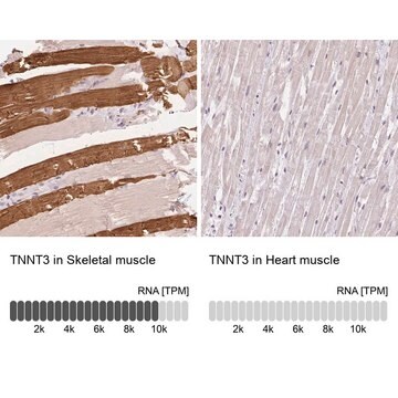 Anti-TNNT3 antibody produced in rabbit Prestige Antibodies&#174; Powered by Atlas Antibodies, affinity isolated antibody, buffered aqueous glycerol solution