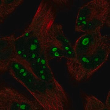 Anti-HERPUD2 antibody produced in rabbit Prestige Antibodies&#174; Powered by Atlas Antibodies, affinity isolated antibody