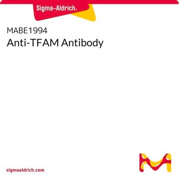 Anti-TFAM Antibody