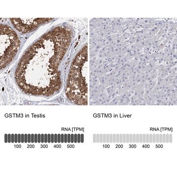 Anti-GSTM3 antibody produced in rabbit Prestige Antibodies&#174; Powered by Atlas Antibodies, affinity isolated antibody, buffered aqueous glycerol solution